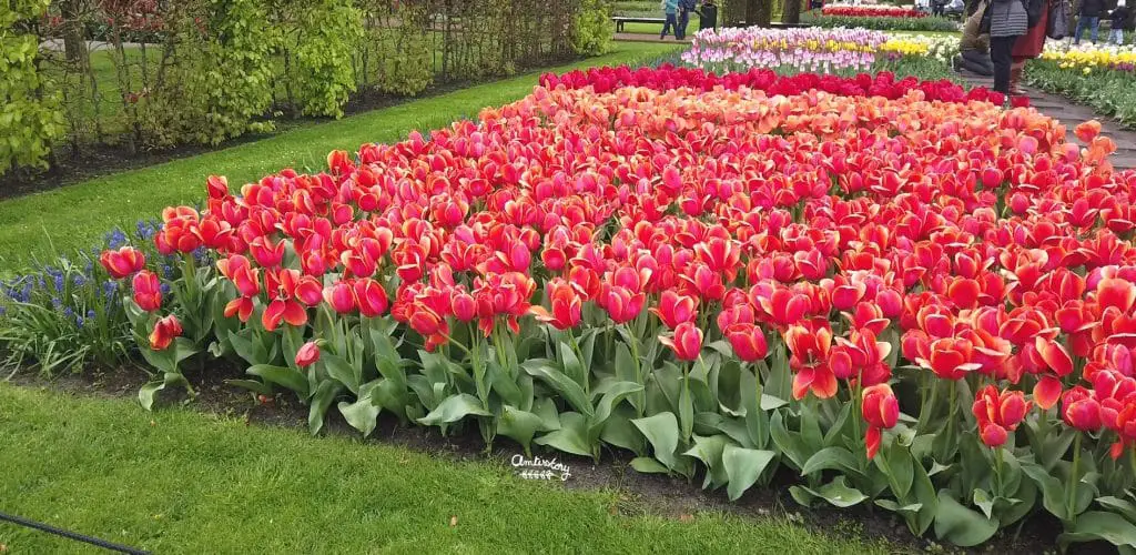 Visite Keukenhof Amsterdam