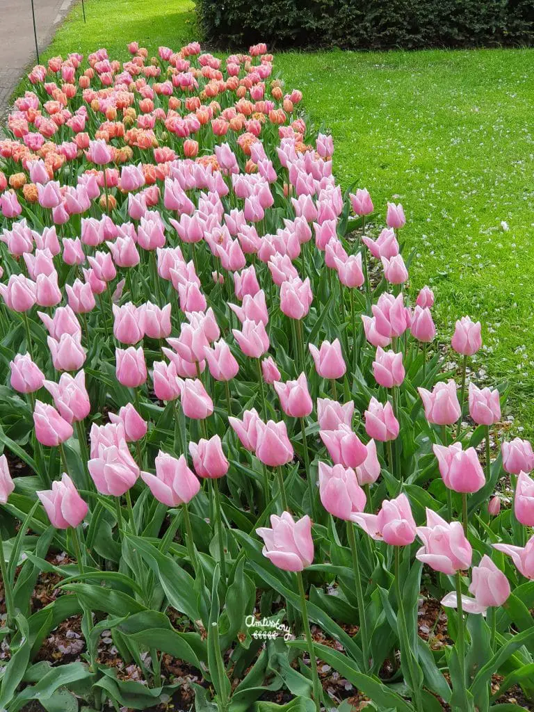 visite keukenhof