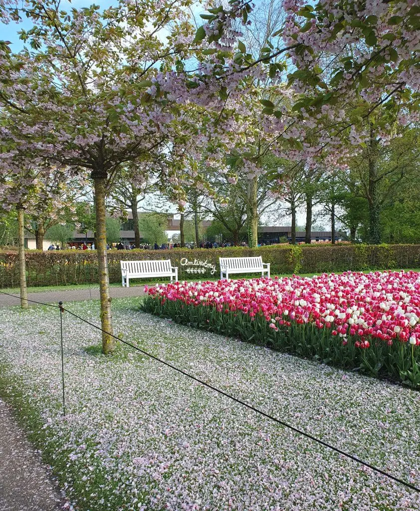 visite keukenhof